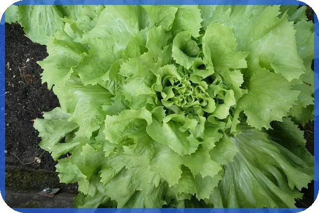 메디포스트주가 향후 전망과 투자 전략 탐구