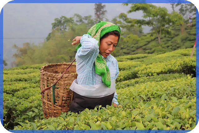 식물재테크 뜻과 성공 비법 공개