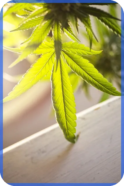 식물재테크 뜻과 성공 비법 공개