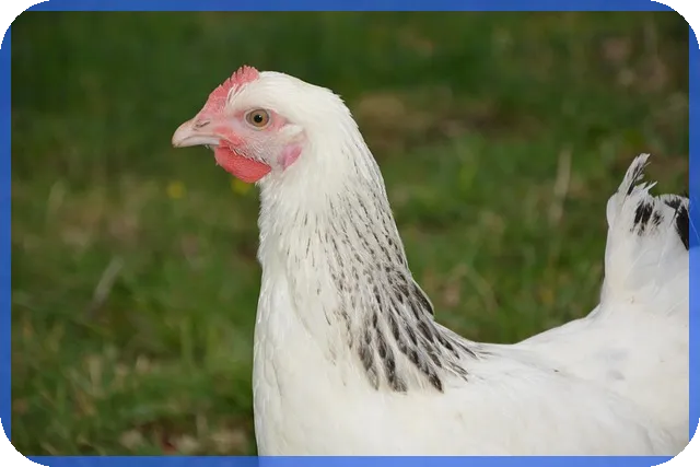 주택임대소득분리과세 이해와 신고 방법