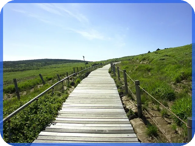 카니발주가 강한 회복세와 성장 동력 펼쳐진다