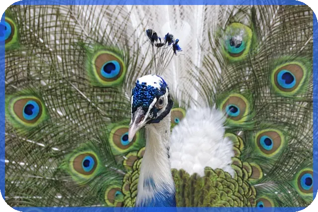 코엑스창업박람회 2025프랜차이즈포케브랜드 포케올데이