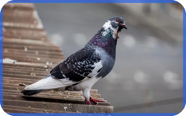 lh전세자금대출조건으로 주거비 절감하는 방법