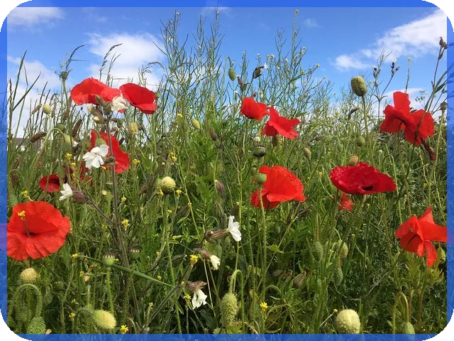 lh전세자금대출조건으로 주거비 절감하는 방법