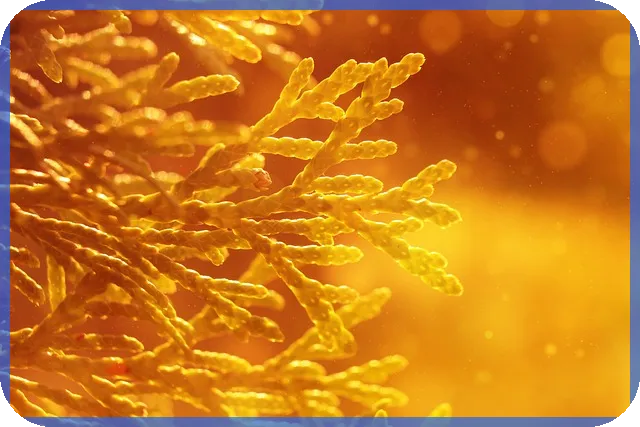 사회서비스전자바우처 신청 방법과 혜택 비교