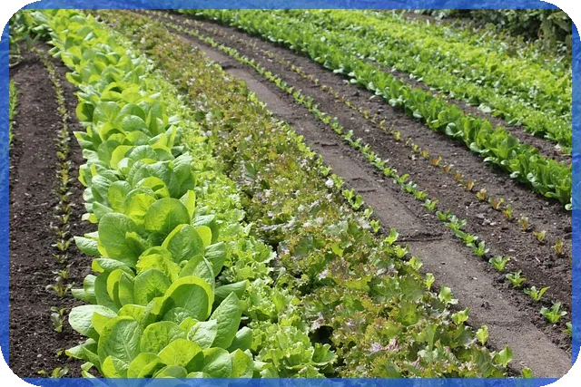 신혼부부전세자금대출이율 저금리로 받는 방법 확인하기