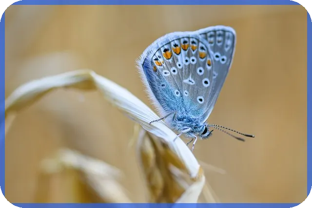 공익직불금 신청자격과 직불금신청서류 완벽 정리