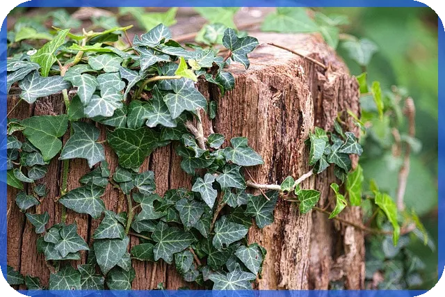 파멥신주가 분석 왜 주가 전망이 중요한가