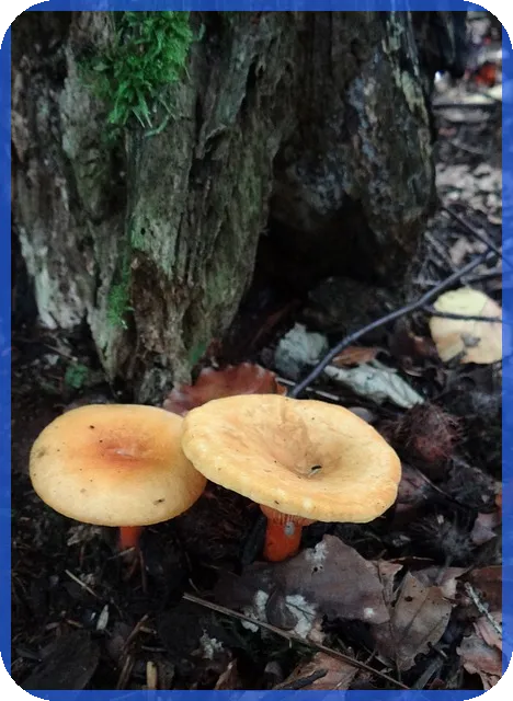 중고차구매사이트 활용 전략과 주의점