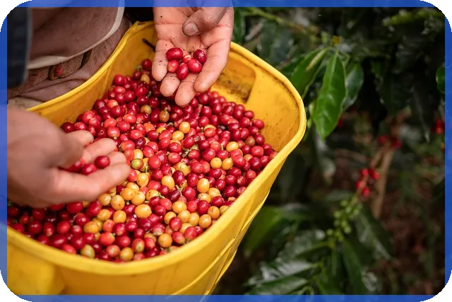 중고차구매사이트 활용 전략과 주의점