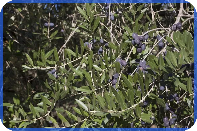 중고차구매사이트 활용 전략과 주의점