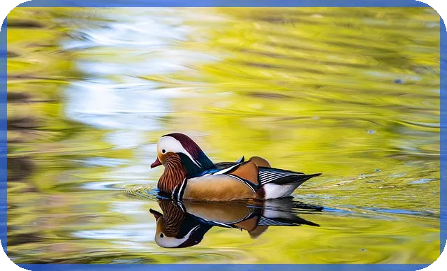 삼성전자배당금 지급일과 핵심 체크포인트
